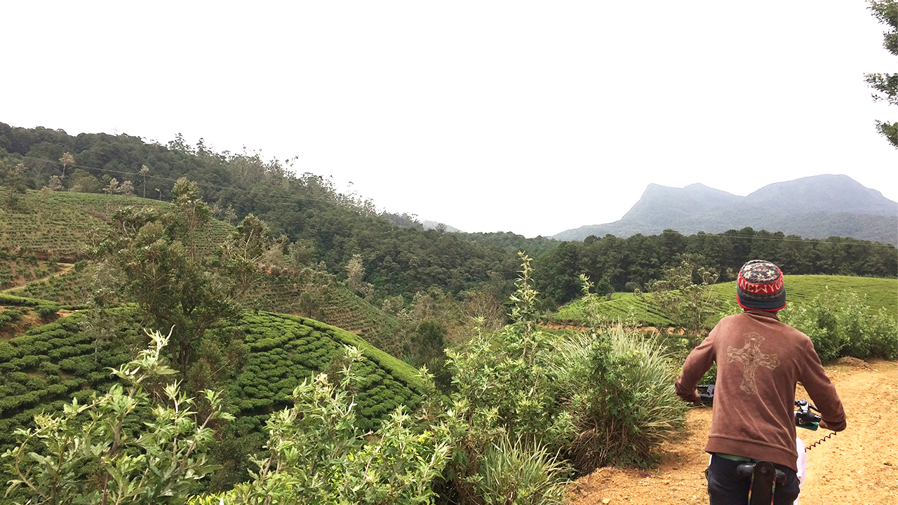 スリランカンの茶園風景